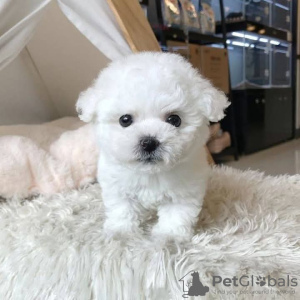 Photo №1. bichon maltais - à vendre en ville de Vigo | 400€ | Annonce №126700