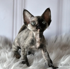 Photo №1. devon rex - à vendre en ville de Fou | 350€ | Annonce № 177645
