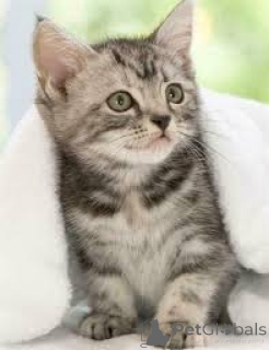 Photo №4. Je vais vendre american shorthair en ville de Berne. annonce privée, éleveur - prix - 500€