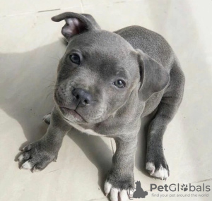 Photo №1. american pit bull terrier - à vendre en ville de Prague | négocié | Annonce №117484