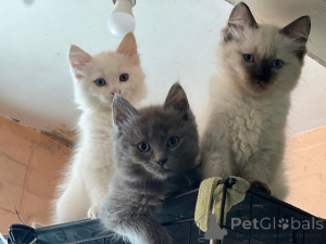 Photo №1. maine coon - à vendre en ville de Fracasse | 300€ | Annonce № 153872