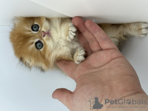 Photo №3. Chaton doré Scottish Fold. Fédération de Russie