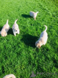 Photo №3. Chiots Golden Retriever testés à vendre. La Grande-Bretagne