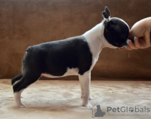 Photo №3. Chiots Boston Terrier. Serbie