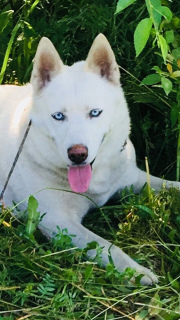 Photos supplémentaires: Beaux chiots Husky Sibériens d'un couple intelligent!