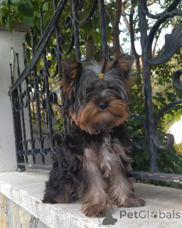 Photo №4. Je vais vendre yorkshire terrier en ville de Balykesir. éleveur - prix - 388€