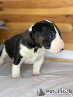 Photos supplémentaires: Bull-terrier miniature Lauras Dream FCI