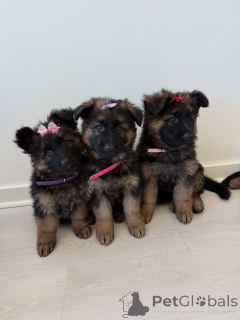 Photo №1. berger allemand - à vendre en ville de Dresde | négocié | Annonce №158377