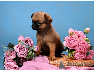 Photo №1. petit brabançon - à vendre en ville de Rivière moscou | 647€ | Annonce №164174