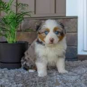 Photo №3. Préciosos cachorros de Pastor Australiano en vente. Espagne