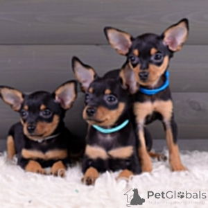 Photo №3. Prager Rattler-Welpen Exlusiv für die 5-Stern-hotellerie. Allemagne