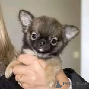 Photo №1. chihuahua - à vendre en ville de Cologne | négocié | Annonce №152836