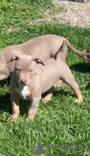 Photos supplémentaires: Chiots tyrans américains