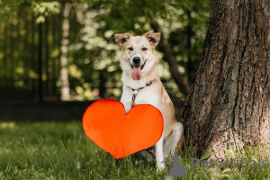 Photos supplémentaires: Les chiots Yuchi et Miyuki recherchent une personne !