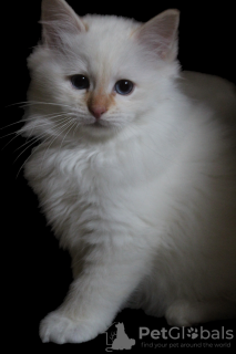 Photo №2 de l'annonce № 82843 de la vente sacré de birmanie - acheter à France éleveur