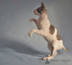 Photo №1. cornish rex - à vendre en ville de Hercegovačka Goleša | négocié | Annonce № 173251