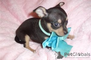 Photo №3. Adorables chiots Chihuahua en adoption gratuite. Allemagne