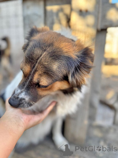 Photo №4. Je vais vendre chien bâtard en ville de Lipetsk. de l'abri - prix - Gratuit