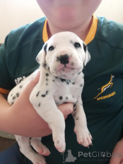 Photo №1. dalmatien - à vendre en ville de Weiswampach | Gratuit | Annonce №169274