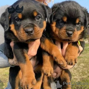 Photo №1. rottweiler - à vendre en ville de Gothenburg | 473€ | Annonce №70360