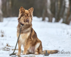 Photo №1.  - à vendre en ville de Москва | Gratuit | Annonce №133038