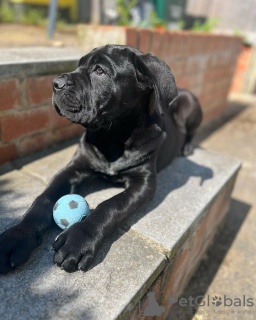 Photo №2 de l'annonce № 95392 de la vente cane corso - acheter à Allemagne éleveur