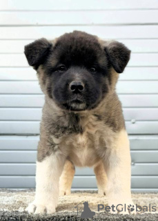 Photos supplémentaires: Akita américain, chiots au caractère d'exposition