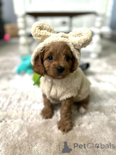 Photo №3. Dean Janet Kay Puppies House. USA