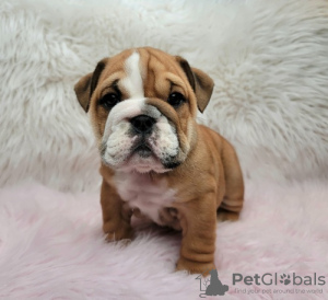 Photo №1. bulldog anglais - à vendre en ville de Freiburg im Breisgau | Gratuit | Annonce №105439