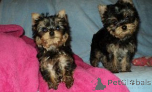 Photo №1. yorkshire terrier - à vendre en ville de Malmo | négocié | Annonce №175058