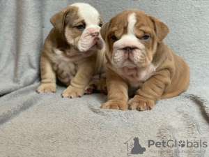 Photo №1. bulldog anglais - à vendre en ville de Pamplona | 425€ | Annonce №118677