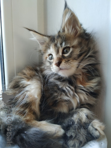 Photo №4. Je vais vendre maine coon en ville de Tioumen. annonce privée, de la fourrière, éleveur - prix - 1186€