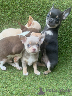 Photo №1. chihuahua - à vendre en ville de Munich | négocié | Annonce №171248