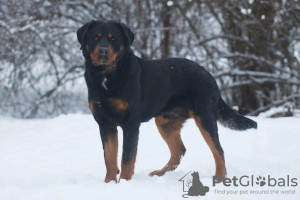 Photo №3. Les Rottweiler Snickers entre de bonnes mains. Fédération de Russie