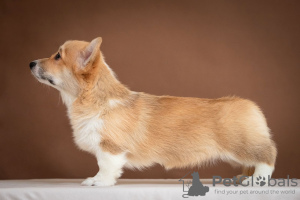 Photo №2 de l'annonce № 36386 de la vente welsh corgi - acheter à Ukraine de la fourrière