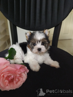 Photo №4. Je vais vendre biewer yorkshire terrier en ville de Balykesir. éleveur - prix - 581€