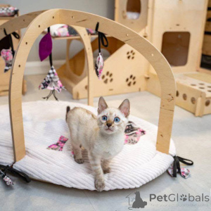 Photo №1. bengal - à vendre en ville de Södertälje | 750€ | Annonce № 153224