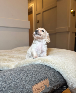 Photo №2 de l'annonce № 161333 de la vente teckel - acheter à Estonie 