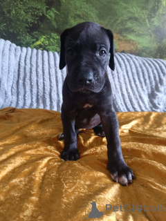 Photo №4. Je vais vendre dogue allemand en ville de Limanowa. éleveur - prix - 3400€