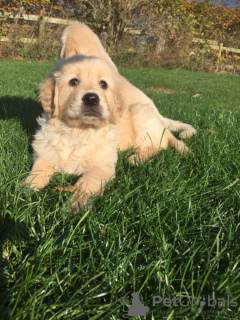 Photo №4. Je vais vendre golden retriever en ville de Aachen. annonce privée, éleveur - prix - 400€