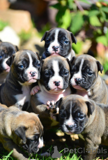 Photo №2 de l'annonce № 163891 de la vente staffordshire bull terrier - acheter à France éleveur