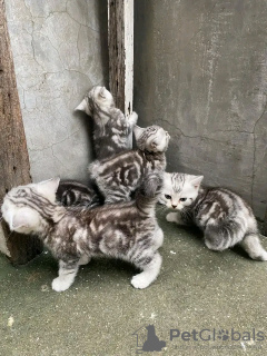 Photo №1. british shorthair - à vendre en ville de Oyten | 400€ | Annonce № 120216