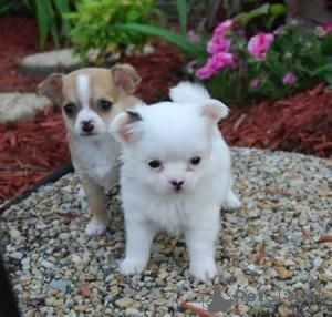 Photo №1. chihuahua - à vendre en ville de Bensheim | 350€ | Annonce №147576