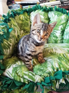 Photo №3. Magnifique chaton Bengal disponible maintenant. La finlande