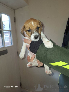 Photo №2 de l'annonce № 166926 de la vente jack russell terrier - acheter à Pays Bas annonce privée