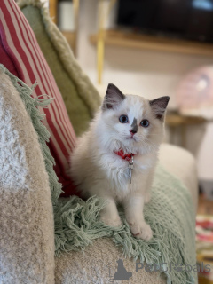 Photo №1. ragdoll - à vendre en ville de Aiola | 750€ | Annonce № 157467