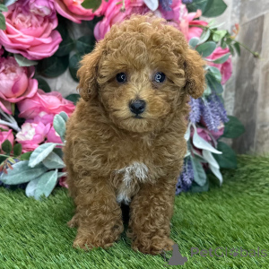 Photo №2 de l'annonce № 168598 de la vente caniche (jouet) - acheter à Belgique annonce privée