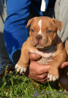 Photo №2 de l'annonce № 19309 de la vente american bully - acheter à Fédération de Russie de la fourrière