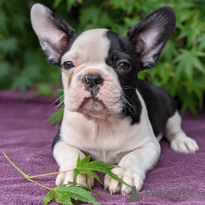 Photo №4. Je vais vendre chien bâtard en ville de Bamberg.  - prix - Gratuit