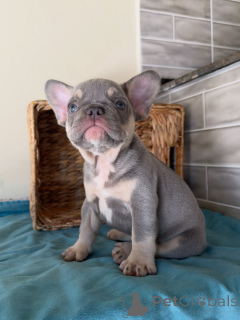 Photo №2 de l'annonce № 163707 de la vente bouledogue - acheter à République Tchèque éleveur